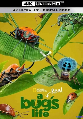 [4K纪录片] 虫虫历险记 (2024) A Real Bugs Life / 虫虫危机 / 真实虫虫危机 / A.Real.Bugs.Life.S01.2024.2160p.DSNP.WEB-DL.H265.DV.DDP5.1.Atmos