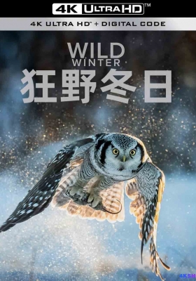 [4K纪录片] 狂野冬日 第一季 (2024) Wild Winter Season 1 / Wild.Winter.S01.2024.2160p.HQ.WEB-DL.H265.AAC.2Audio