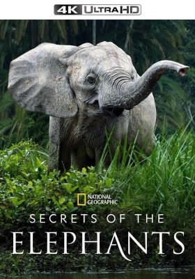 [4K纪录片] 大象的秘密 第一季 (2023) Secrets of the Elephants Season 1 / 象群之謎(台) / Secrets.of.the.Elephants.S01.Savanna.2160p.DSNP.WEB-DL.DDP.5.1.HDR10.H.265